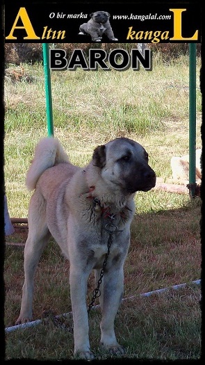  safkan kangal