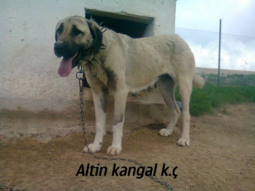  ASİ DİŞİ KANGAL