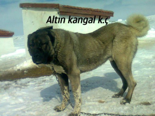  altın kangal aslanları