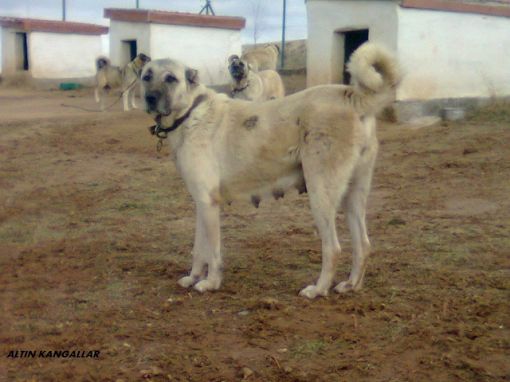  ateş dişi kangal