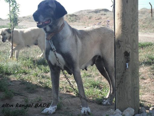  altın kangal dişi kara bade 