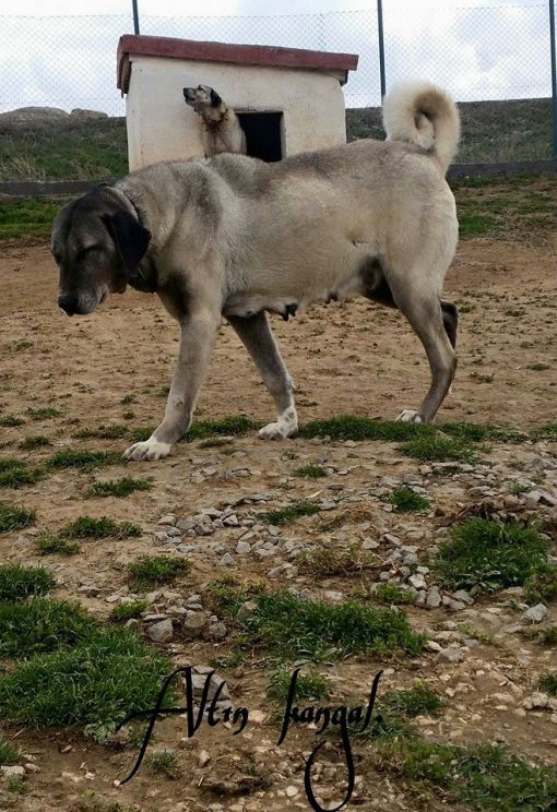  BADE DİŞİ KANGAL