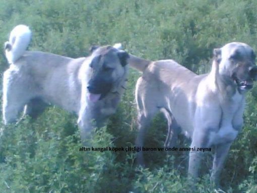  kangal dev