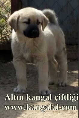  boz karabaş kangal yavrusu