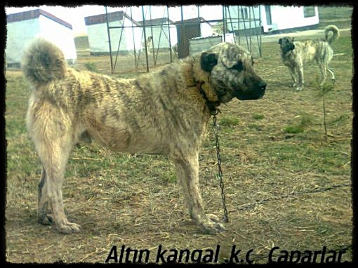  çapar kangal