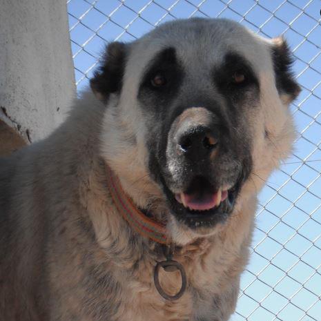  CİTA KANGAL KÖPEK ÇİFTLİĞİ