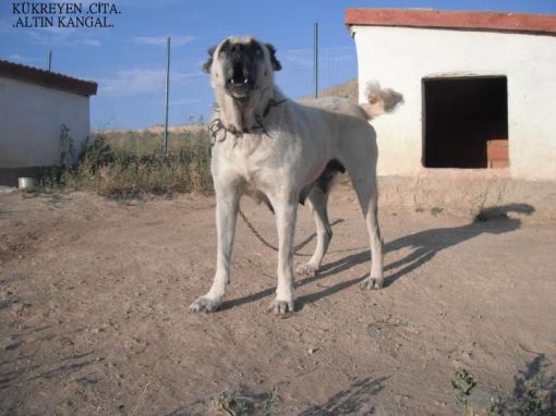  ÇİTA DİŞİ KANGAL