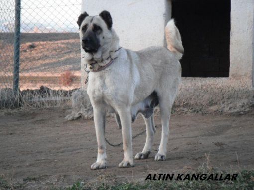  çomar kangal