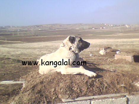  çomar dişi kangal