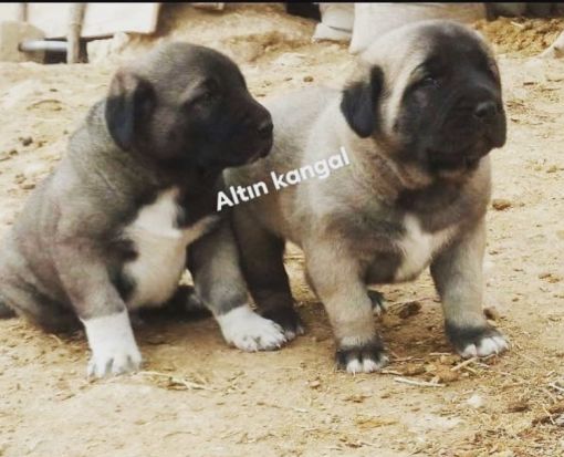  Kangal yavrularına hangi mama verilir, kangal yavruları için besleme nasıl olmalı.