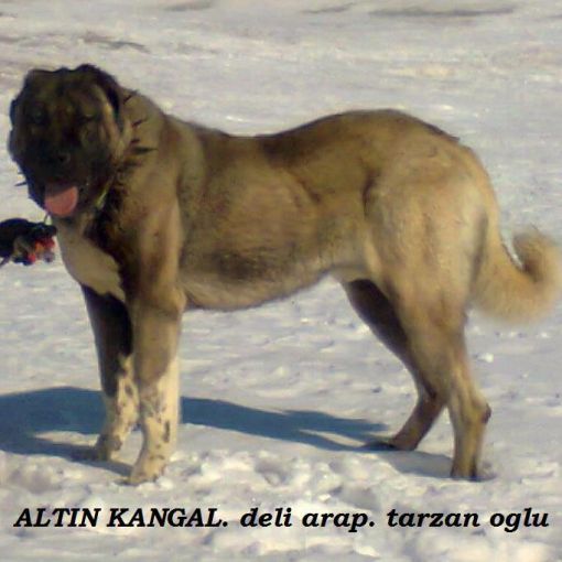  Damızlık erkek kangal köpekleri