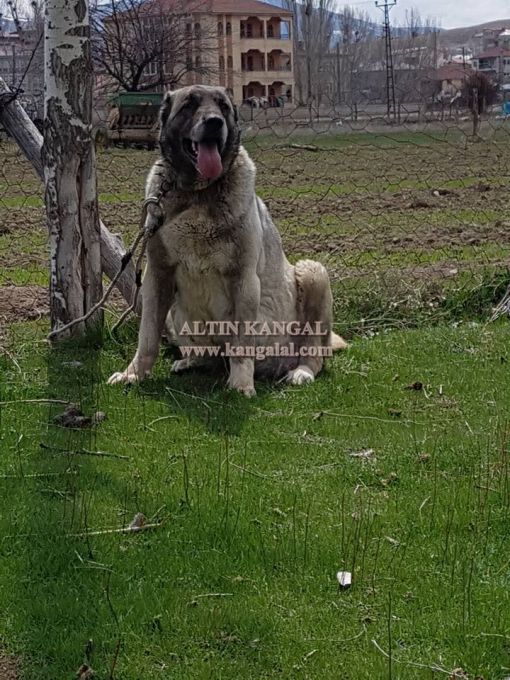  Dişi kangal köpeklerinden şila