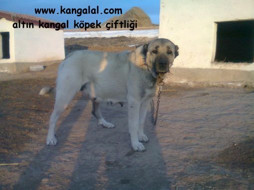 en ser dişi damızlık kangal