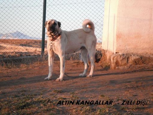  kangal damızlık