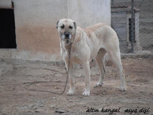  asya gerçek safkan dişi kangal