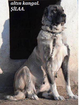  Dişi damızlık kangal köpekleri