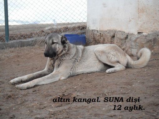  altın kangal köpekleri