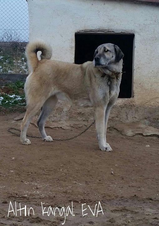  EVA DİŞİ KANGAL KÖPEĞİ