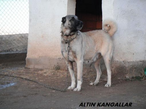  kangal dişi