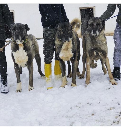  Kara kırçıl kangal yavruları- panter kangal yavrusu satılık