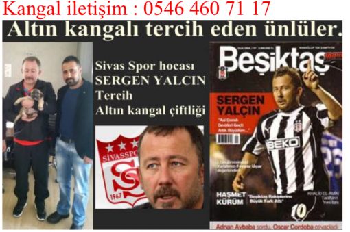  Kangal yavrusu alan sergen yalçın