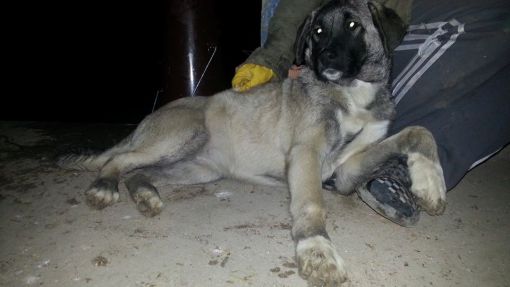  Trakya kangal köpek satışı