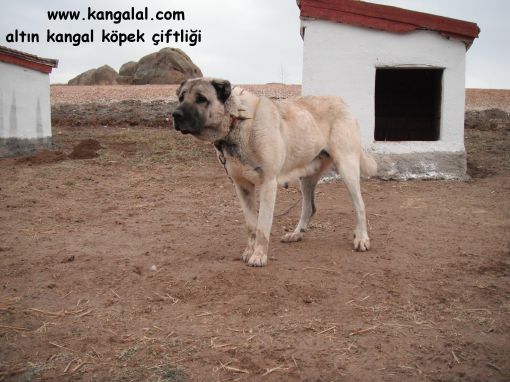  dev kangal köpekleri