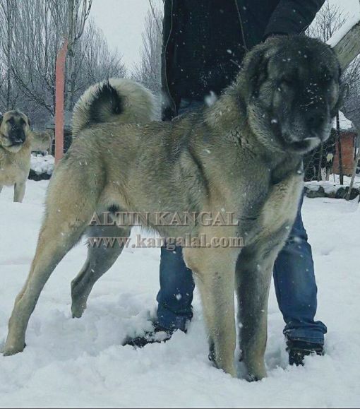  Escobar erkek kangal köpeği