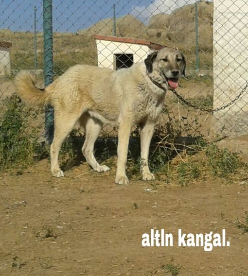  YAŞLI DİŞİ KANGAL