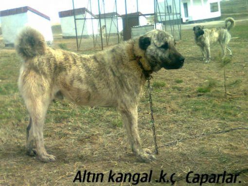  Çapar kangal köpek örneklerinden