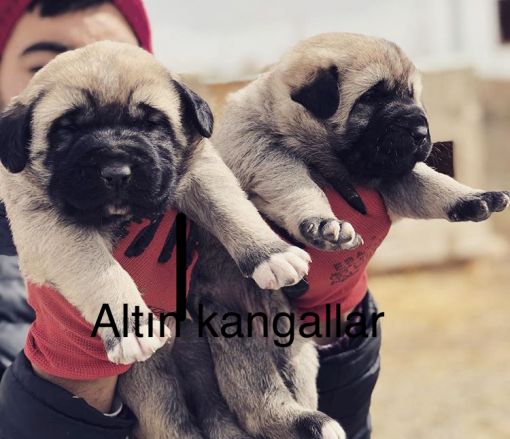  Kangal yavru resimleri