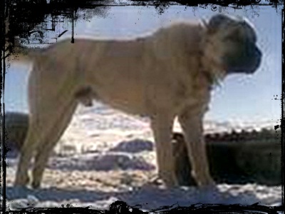  kangal vahşi