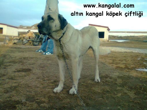 dev kangal köpekleri