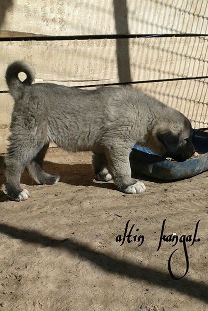  kara kangal köpeği yavruları 