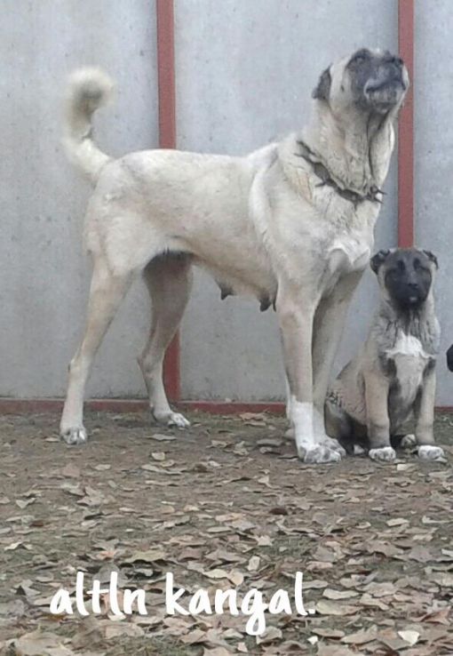  HUNTER DİŞİ KANGAL