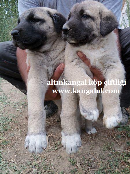  eşli kangal köpeği