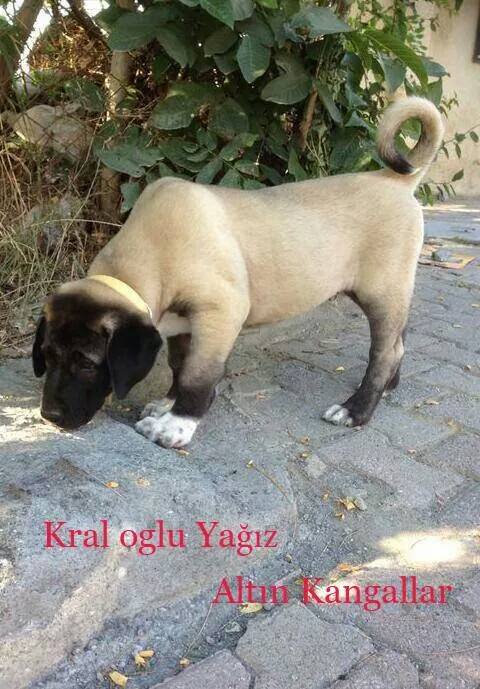  istanbul yavru kangal köpek satışı