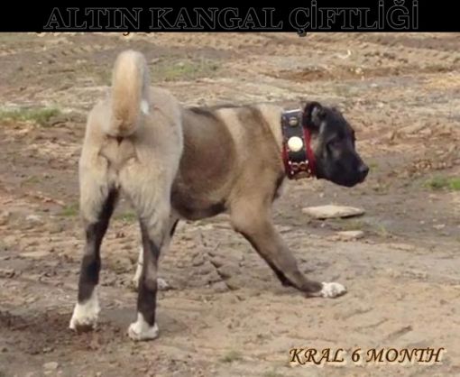  panter kangal köpek satışı