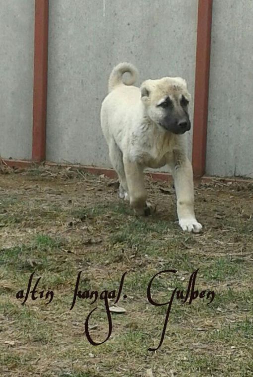  İzmir kangal köpek satışı