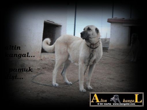  aslan başlı kangal köpek