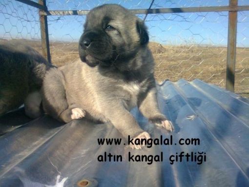  dev enik kangal