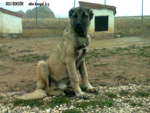 kangal köpeği nasıl beslenir