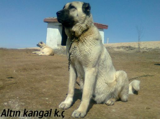  dişi kangal köpek