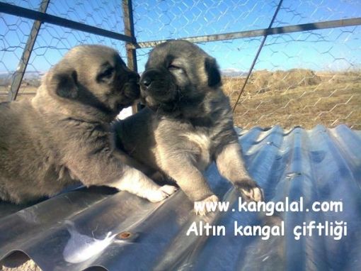  baron kangal yavruları