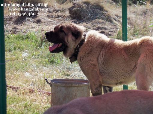 Halo Koca Kafali Iri Kangal