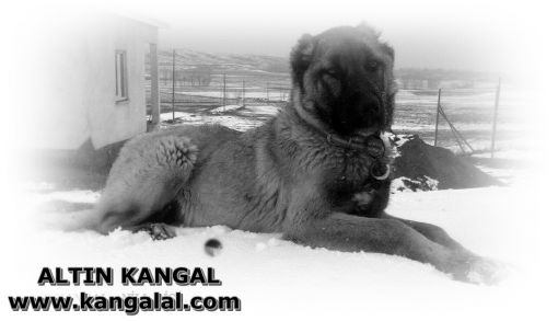  kangal eniği eğitimi