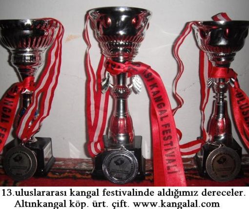  kangal festivalinde aldığımız kupalar