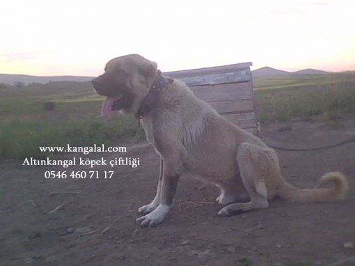 altınkangal dev koca kafa halo kangal