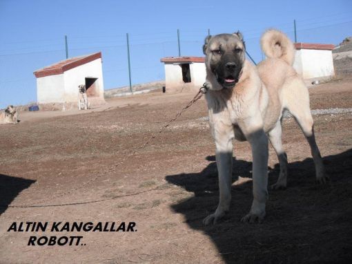 big dog kangal big dog