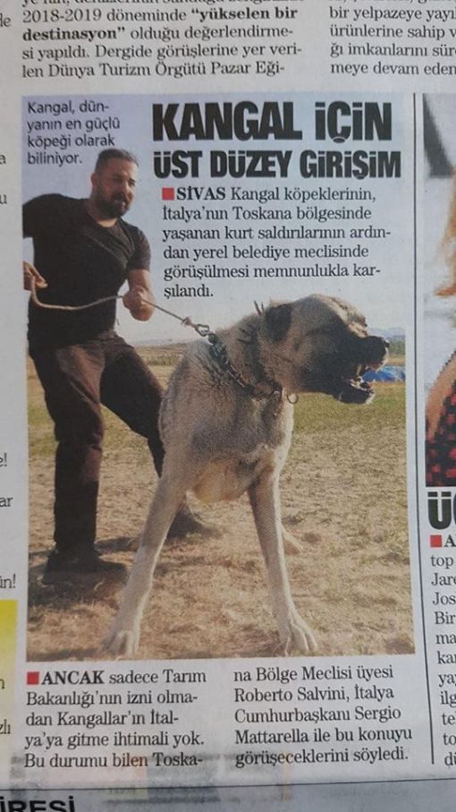  kangal köpekleri yurt dışana gönderilmekte